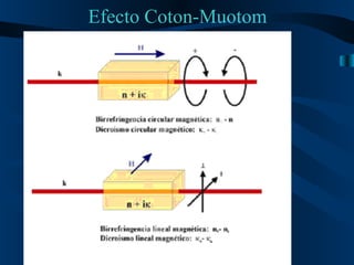 Efecto Coton-Muotom 