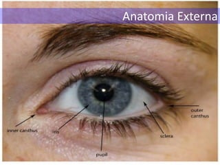 Anatomia Externa
 