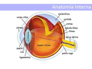 Anatomia Interna
 