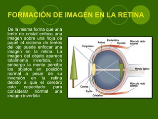 FORMACIÓN DE IMAGEN EN LA RETINA De la misma forma que una lente de cristal enfoca una imagen sobre una hoja de papel el sistema de lentes del ojo puede enfocar una imagen en la retina. La imagen del objeto aparece totalmente invertida, sin embargo la mente percibe los objetos en posición normal a pesar de su inversión en la retina debido a que el cerebro esta capacitado para considerar normal una imagen invertida 