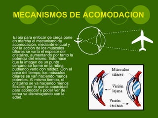 MECANISMOS DE ACOMODACION El ojo para enfocar de cerca pone en marcha el mecanismo de acomodación, mediante el cual y por la acción de los músculos ciliares se varía el espesor del cristalino, aumentando por tanto la potencia del mismo. Esto hace que la imagen de un punto cercano se forme en la retina pudiendo verlo con nitidez. Con el paso del tiempo, los músculos ciliares se van haciendo menos potentes. Al mismo tiempo, el cristalino se va haciendo menos flexible, por lo que la capacidad para acomodar y poder ver de cerca va disminuyendo con la edad. 