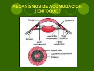 MECANISMOS DE ACOMODACION  ( ENFOQUE ) 
