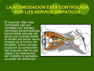 LA ACOMODACION ESTA CONTROLADA POR LOS NERVIOS SIMPATICOS El musculo ciliar esta controlada casi por completo por señales nerviosas parasimpáticas transmitidas atreves del tercer par craneal desde el núcleo del tercer nervio craneal en el tronco del encéfalo. Estos nervios producen la contracción del musculo ciliar lo que relaja a los ligamentos del cristalino y aumenta su poder de refracción  