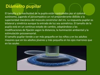 Diámetro pupilar El tamaño y la reactividad de la pupila están controlados por el sistema autónomo, jugando el parasimpático un rol preponderante debido a la superioridad mecánica del músculo constrictor del iris. La respuesta pupilar es bilateral y simétrica aunque la entrada de luz sea asimétrica. El tamaño de la pupila está en un continuo estado de cambio, adaptándose a las modificaciones de fijación según la distancia, la iluminación ambiental y la estimulación psicosensorial. El tamaño pupilar tiende a ser más pequeño en los niños y en los adultos mayores que en los adultos jóvenes y más pequeña en los ojos marrones que en los azules 