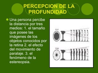 PERCEPCION DE LA PROFUNDIDAD  Una persona percibe la distancia por tres medios: 1. el tamaño que posee las imágenes de los objetos conocidos por la retina 2. el efecto del movimiento de paralaje. 3. el fenómeno de la estereopsia. 
