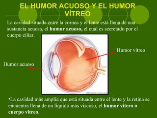 EL HUMOR ACUOSO Y EL HUMOR VÍTREO La cavidad situada entre la cornea y el lente está llena de una sustancia acuosa, el  humor acuoso,  el cual es secretado por el cuerpo ciliar . La cavidad más amplia que está situada entre el lente y la retina se encuentra llena de un líquido más viscoso, el  humor vítero o cuerpo vitreo .  Humor vitreo Humor acuoso 