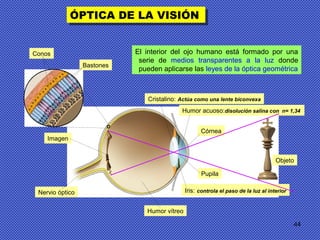 44
ÓPTICA DE LA VISIÓNÓPTICA DE LA VISIÓN
Cristalino: Actúa como una lente biconvexa
Humor acuoso:disolución salina con n= 1,34
Córnea
Pupila
Iris: controla el paso de la luz al interior
Humor vítreo
Nervio óptico
Imagen
Objeto
Bastones
Conos El interior del ojo humano está formado por una
serie de medios transparentes a la luz donde
pueden aplicarse las leyes de la óptica geométrica
 