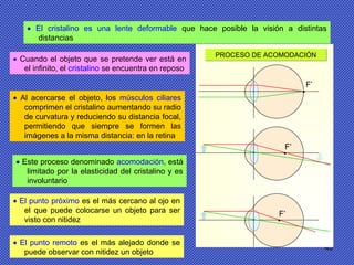 45
PROCESO DE ACOMODACIÓNPROCESO DE ACOMODACIÓN
F’
•
• El cristalino es una lente deformable que hace posible la visión a distintas
distancias
• Cuando el objeto que se pretende ver está en
el infinito, el cristalino se encuentra en reposo
• Al acercarse el objeto, los músculos ciliares
comprimen el cristalino aumentando su radio
de curvatura y reduciendo su distancia focal,
permitiendo que siempre se formen las
imágenes a la misma distancia: en la retina
• Este proceso denominado acomodación, está
limitado por la elasticidad del cristalino y es
involuntario
• El punto próximo es el más cercano al ojo en
el que puede colocarse un objeto para ser
visto con nitidez
• El punto remoto es el más alejado donde se
puede observar con nitidez un objeto
F’
•
F’
•
 