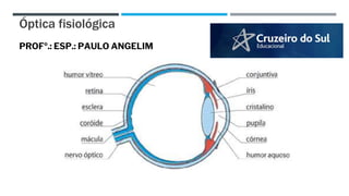 Óptica fisiológica
PROFº.: ESP.: PAULO ANGELIM
 