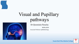 Comprehensive Overview of Visual and Pupillary Pathways in ...