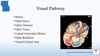 Comprehensive Overview of Visual and Pupillary Pathways in ...