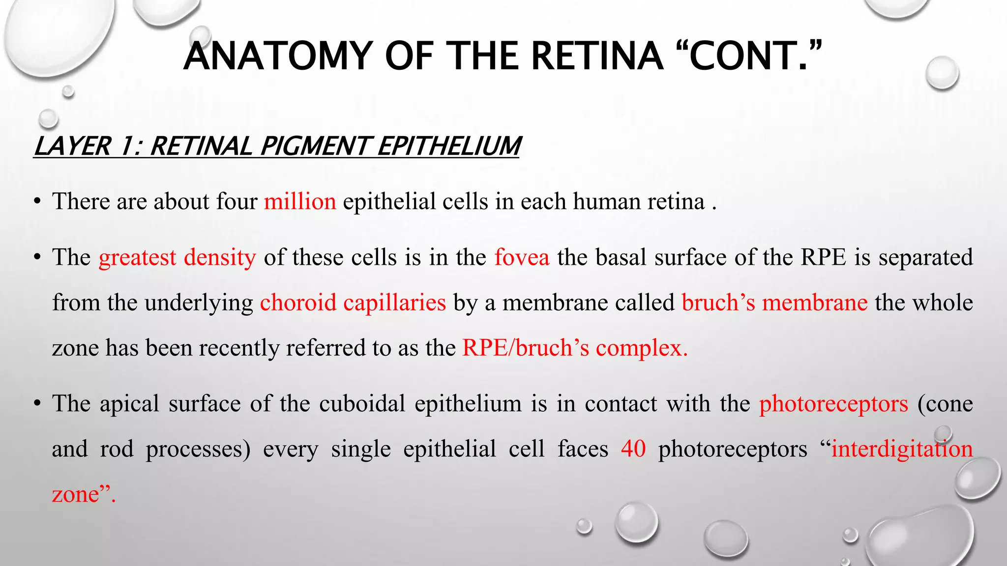 ANATOMY OF THE RETINA “CONT.”
LAYER 1: RETINAL PIGMENT EPITHELIUM
• There are about four million epithelial cells in each human retina .
• The greatest density of these cells is in the fovea the basal surface of the RPE is separated
from the underlying choroid capillaries by a membrane called bruch’s membrane the whole
zone has been recently referred to as the RPE/bruch’s complex.
• The apical surface of the cuboidal epithelium is in contact with the photoreceptors (cone
and rod processes) every single epithelial cell faces 40 photoreceptors “interdigitation
zone”.
 