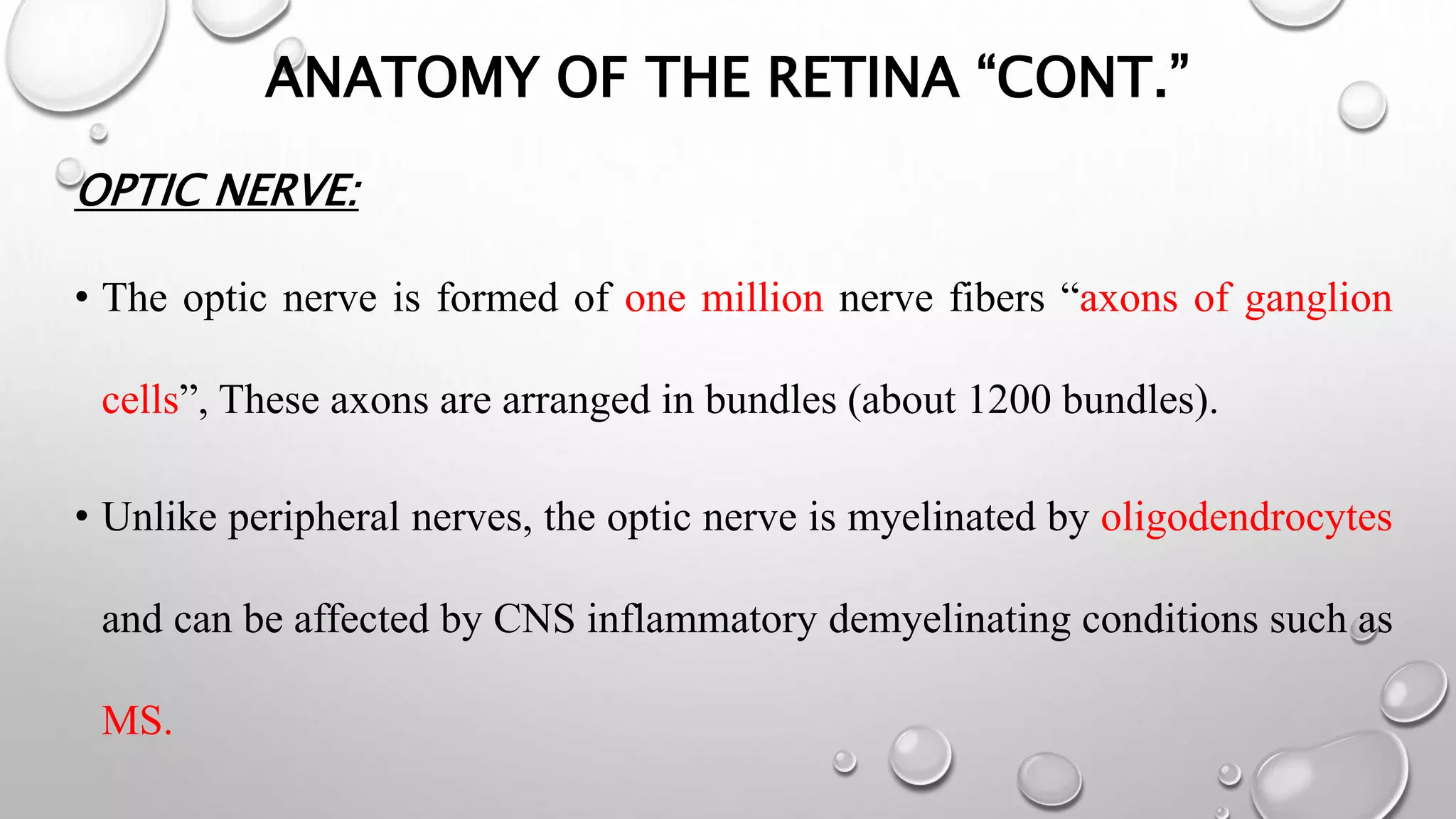 ANATOMY OF THE RETINA “CONT.”
OPTIC NERVE:
• The optic nerve is formed of one million nerve fibers “axons of ganglion
cells”, These axons are arranged in bundles (about 1200 bundles).
• Unlike peripheral nerves, the optic nerve is myelinated by oligodendrocytes
and can be affected by CNS inflammatory demyelinating conditions such as
MS.
 