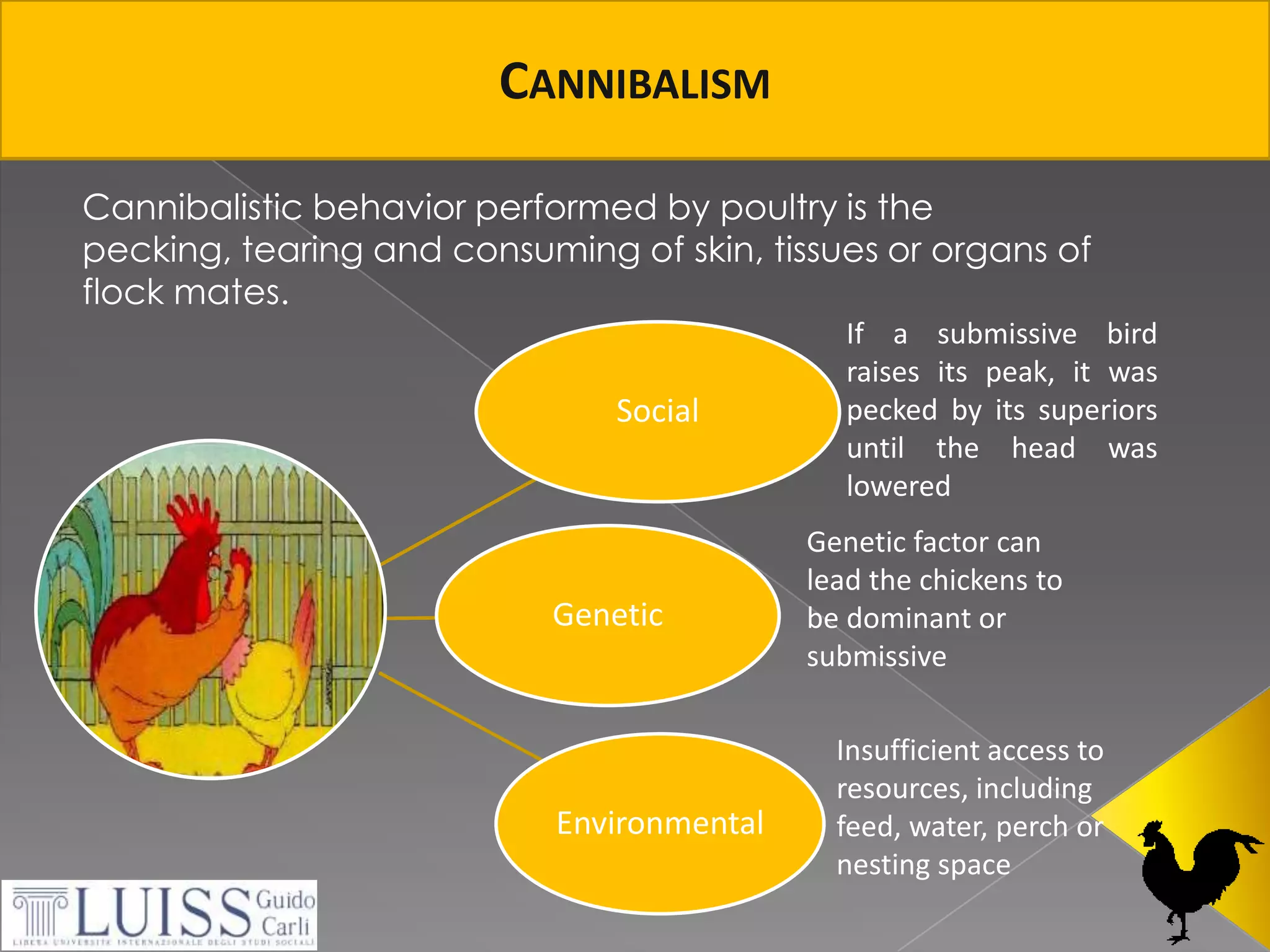CannibalismCannibalistic behavior performed by poultry is the pecking, tearing and consuming of skin, tissues or organs of flock mates.If a submissive bird raises its peak, it was pecked by its superiors until the head was loweredGeneticfactor can lead the chickenstobedominant or submissiveInsufficient access to resources, including feed, water, perch or nesting space