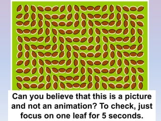 Can you believe that this is a picture
and not an animation? To check, just
focus on one leaf for 5 seconds.
 