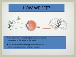 The optic nerve transports the nervous impulses
generated in the retina to the brain.
 The brain interprets the impulses received and
form an image which is what we perceive
HOW WE SEE?
 