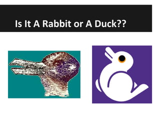 Is It A Rabbit or A Duck??

 