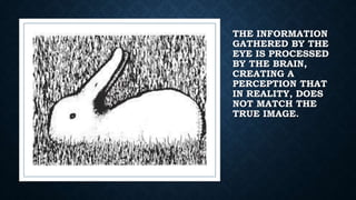 THE INFORMATION
GATHERED BY THE
EYE IS PROCESSED
BY THE BRAIN,
CREATING A
PERCEPTION THAT
IN REALITY, DOES
NOT MATCH THE
TRUE IMAGE.
 
