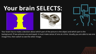 Your brain has to make a decision about which part of the picture is the object and which part is the
background. If two pictures are portrayed, it must make sense of one at a time. Usually you are able to see one
image first, then switch to see the other image.
Your brain SELECTS:
 