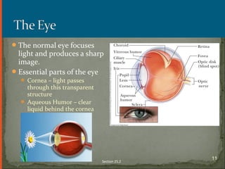 The normal eye focuses
light and produces a sharp
image.
Essential parts of the eye
 Cornea – light passes
through this transparent
structure
 Aqueous Humor – clear
liquid behind the cornea
Section 25.2
11
 