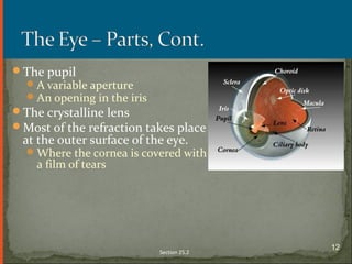 The pupil
A variable aperture
An opening in the iris
The crystalline lens
Most of the refraction takes place
at the outer surface of the eye.
Where the cornea is covered with
a film of tears
Section 25.2
12
 