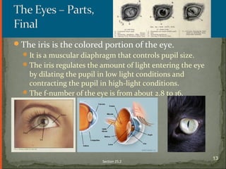 The iris is the colored portion of the eye.
It is a muscular diaphragm that controls pupil size.
The iris regulates the amount of light entering the eye
by dilating the pupil in low light conditions and
contracting the pupil in high-light conditions.
The f-number of the eye is from about 2.8 to 16.
Section 25.2
13
 