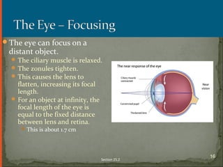 The eye can focus on a
distant object.
The ciliary muscle is relaxed.
The zonules tighten.
This causes the lens to
flatten, increasing its focal
length.
For an object at infinity, the
focal length of the eye is
equal to the fixed distance
between lens and retina.
This is about 1.7 cm
Section 25.2
16
 
