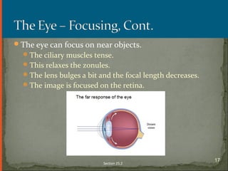 The eye can focus on near objects.
The ciliary muscles tense.
This relaxes the zonules.
The lens bulges a bit and the focal length decreases.
The image is focused on the retina.
Section 25.2
17
 