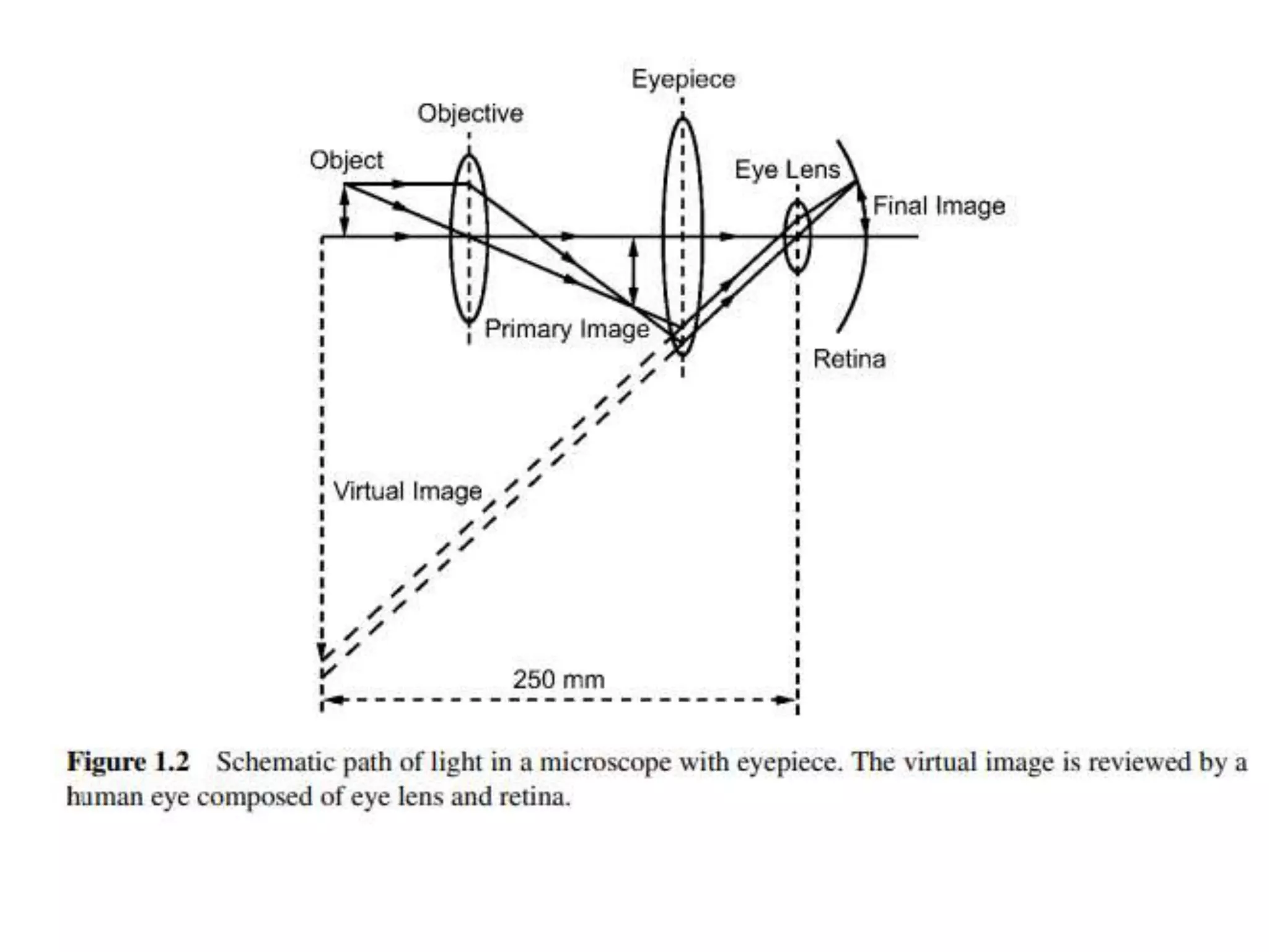 Optical Microscopy.pptx