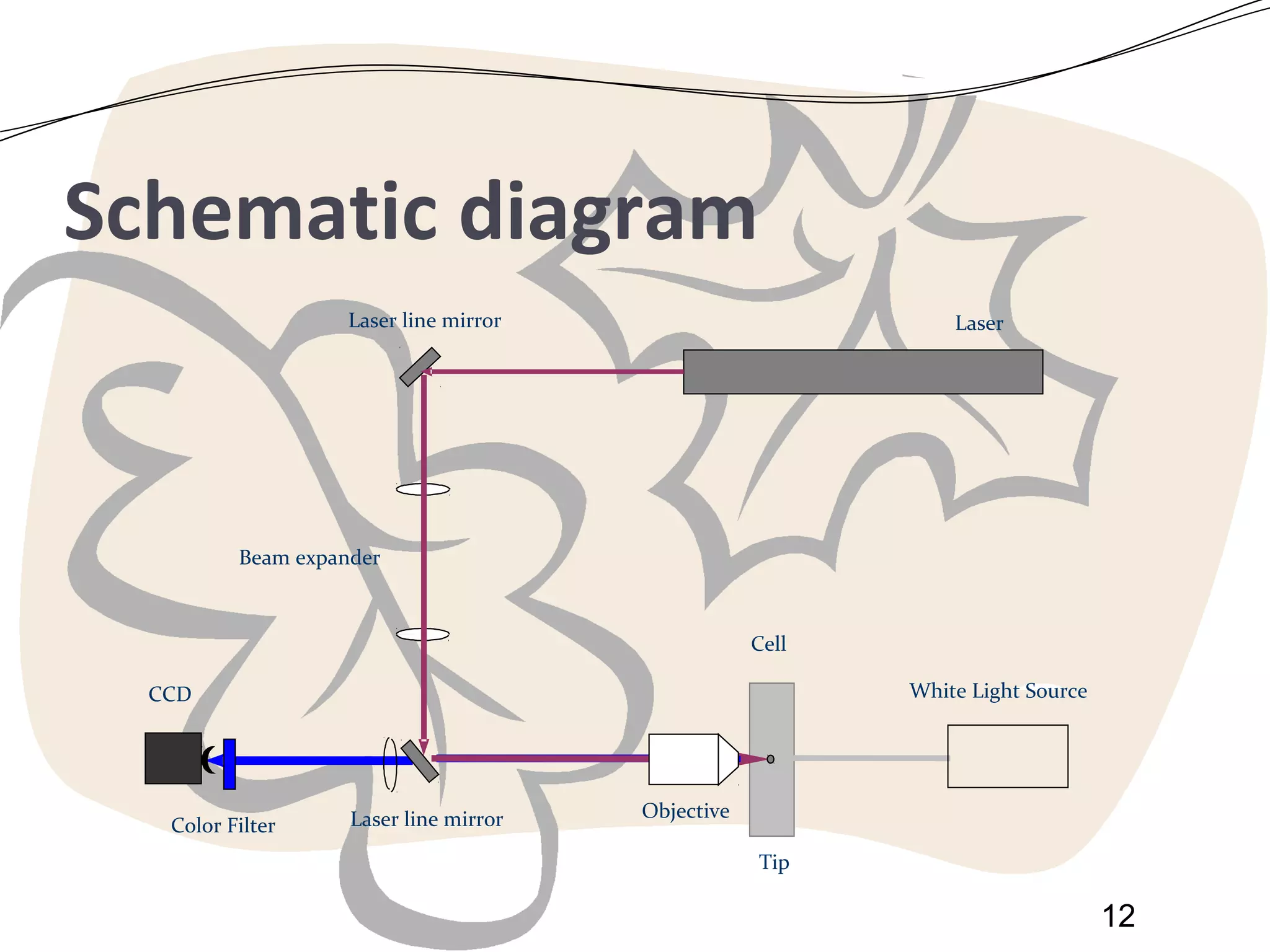 Schematic diagram
Laser line mirror

Laser

Beam expander

Cell
White Light Source

CCD

Color Filter

Laser line mirror

Objective
Tip

12

 