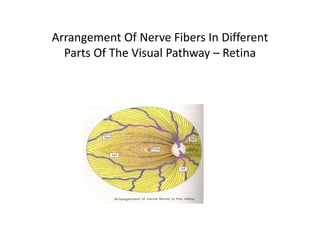 Optic nerve.pdf cranial nerve medical seminar | PDF