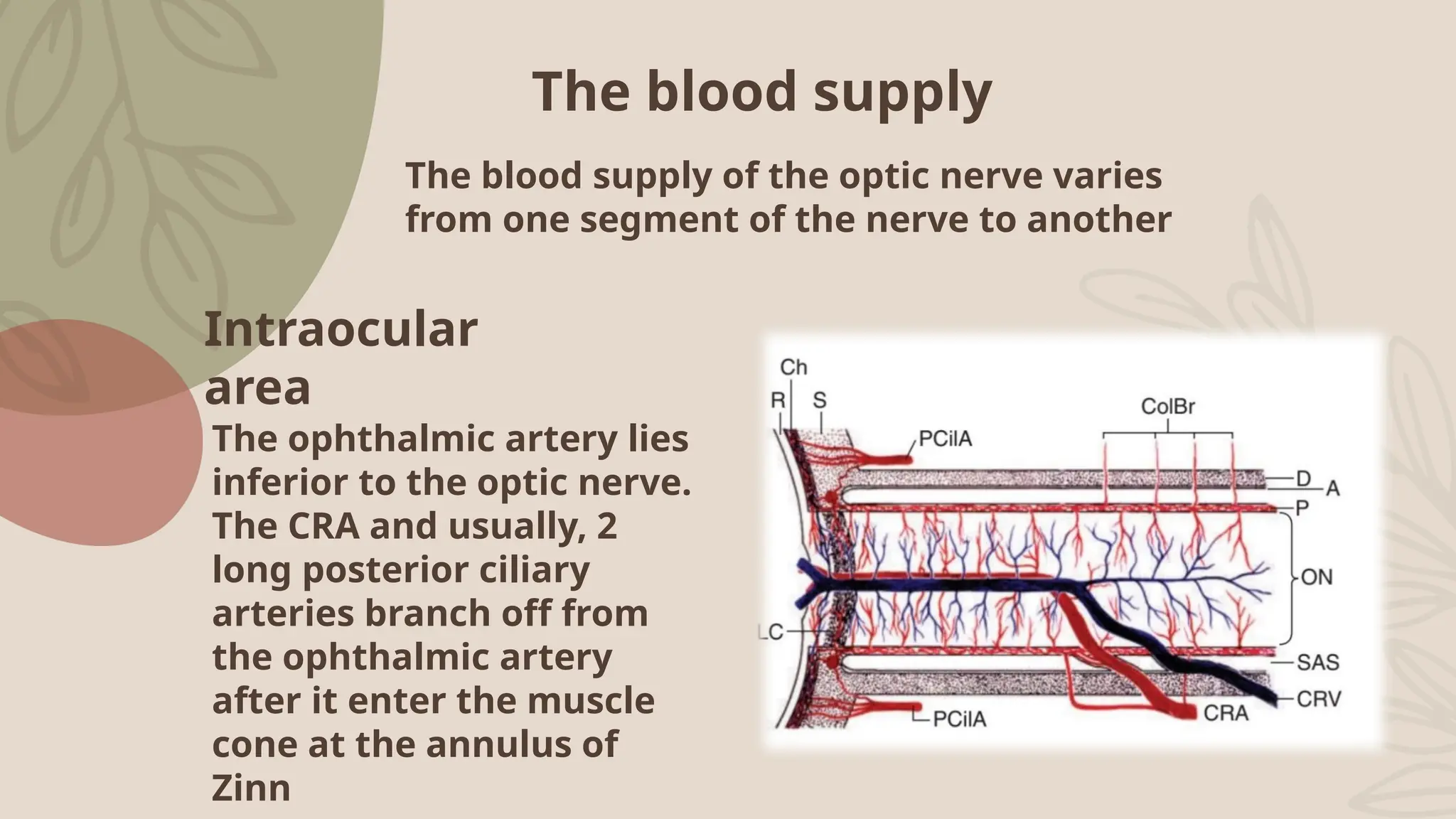 The embryology and anotomy of the optic nerve and its blood supply up ...