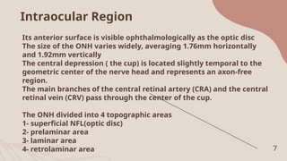 Interocular Area The embryology and anotomy of the optic nerve and its blood supply up ...