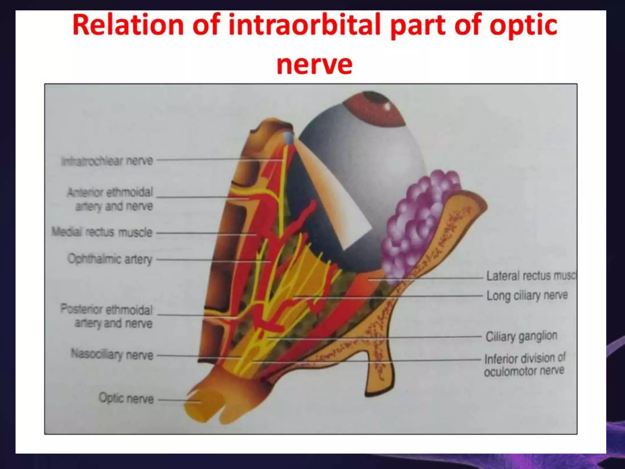 Anatomy of Optic Nerve Biology Diagrams