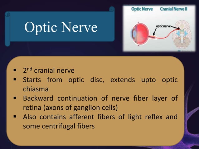Anatomy of Optic Nerve | PPTX | Eye and Vision Conditions | Diseases ...