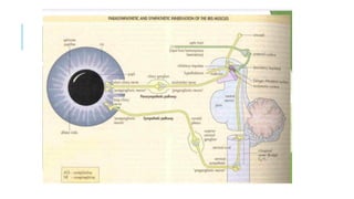 Comprehensive Overview of Optic Nerve Anatomy, Pathology, and Imaging ...