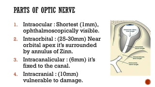 Comprehensive Overview of Demyelinating Optic Neuritis: Causes ...