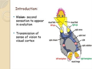 Comprehensive Overview of the Human Optic Pathway and Visual System | PPTX