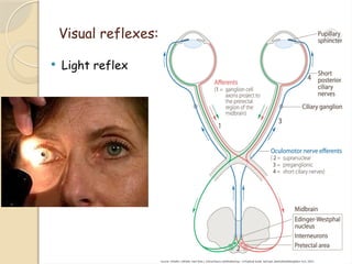 Comprehensive Overview of the Human Optic Pathway and Visual System | PPTX