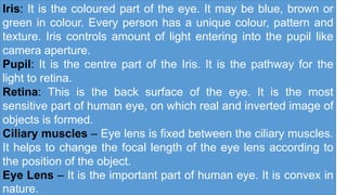 Iris: It is the coloured part of the eye. It may be blue, brown or
green in colour. Every person has a unique colour, pattern and
texture. Iris controls amount of light entering into the pupil like
camera aperture.
Pupil: It is the centre part of the Iris. It is the pathway for the
light to retina.
Retina: This is the back surface of the eye. It is the most
sensitive part of human eye, on which real and inverted image of
objects is formed.
Ciliary muscles – Eye lens is fixed between the ciliary muscles.
It helps to change the focal length of the eye lens according to
the position of the object.
Eye Lens – It is the important part of human eye. It is convex in
nature. 30
 