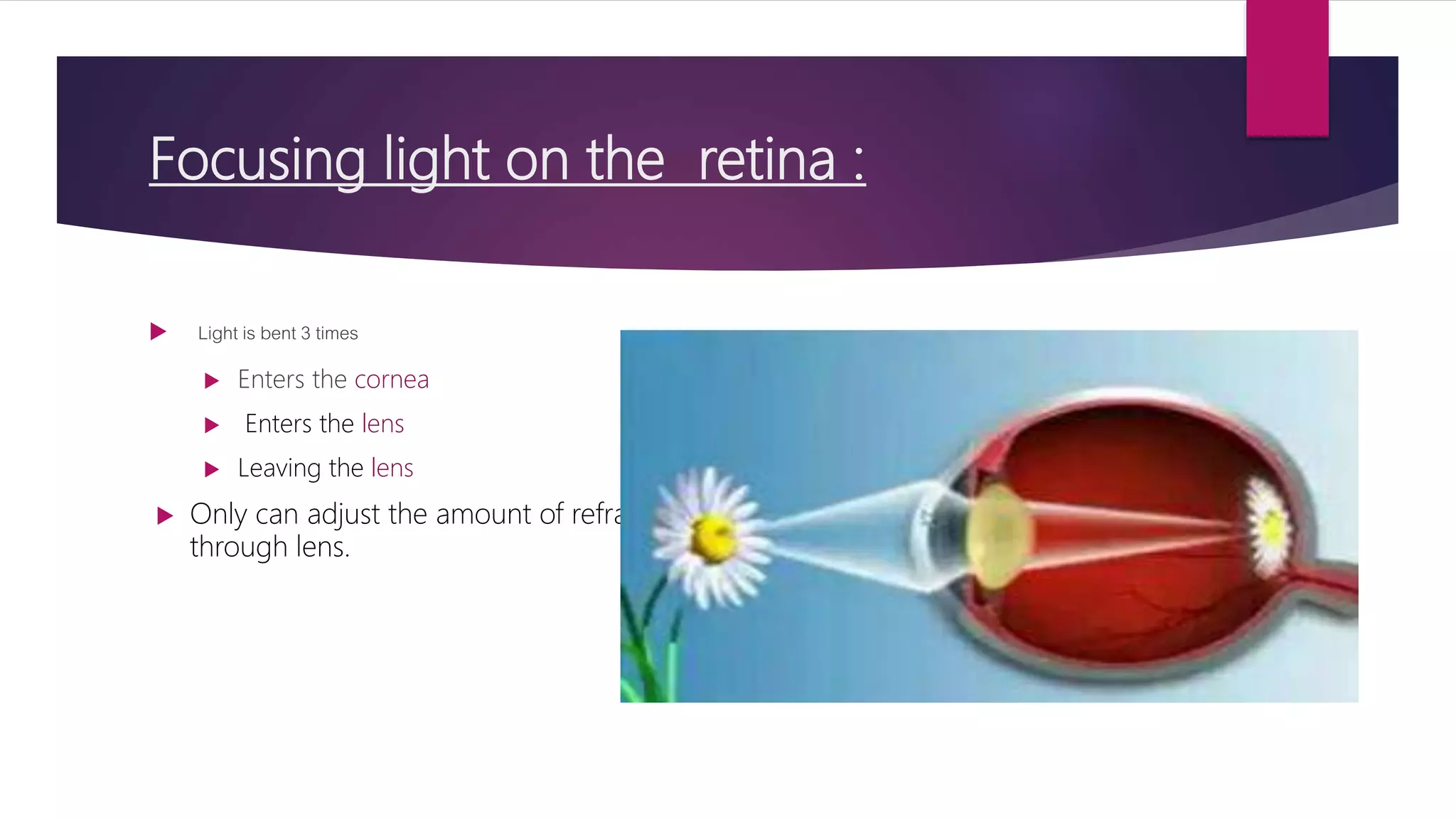Focusing light on the retina :
 Light is bent 3 times
 Enters the cornea
 Enters the lens
 Leaving the lens
 Only can adjust the amount of refraction
through lens.
 