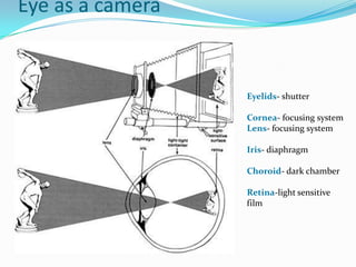 Eye as a camera
Eyelids- shutter
Cornea- focusing system
Lens- focusing system
Iris- diaphragm
Choroid- dark chamber
Retina-light sensitive
film
 