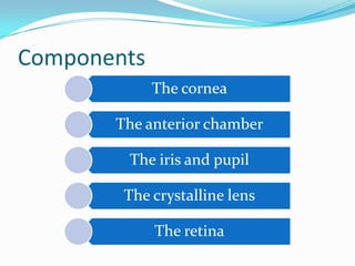 Components
The cornea
The anterior chamber
The iris and pupil
The crystalline lens
The retina
 