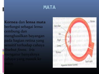 MATA
Kornea dan lensa mata
berfungsi sebagai lensa
cembung dan
menghasilkan bayangan
pada bagian retina yang
sensitif terhadap cahaya
disebut fovea. Iris
mengatur banyaknya
cahaya yang masuk ke
mata.
 