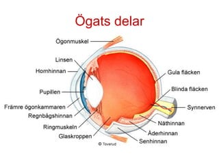 Optik ögat pp | PPT