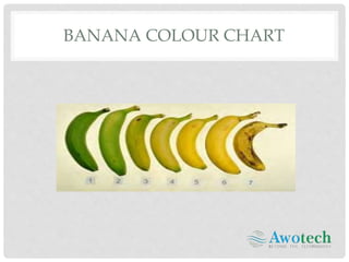 Optimal Banana Ripening Cold Room Techniques Awotech.pptx