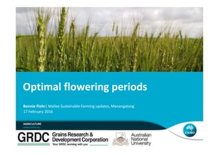 Optimal flowering periods
Bonnie Flohr| Mallee Sustainable Farming updates, Manangatang
17 February 2016
AGRICULTURE
 