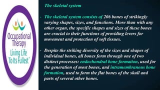 The skeletal system
- The skeletal system consists of 206 bones of strikingly
varying shapes, sizes, and functions. More than with any
other organ, the specific shapes and sizes of these bones
are crucial to their functions of providing levers for
movement and protection of soft tissues.
- Despite the striking diversity of the sizes and shapes of
individual bones, all bones form through one of two
distinct processes: endochondral bone formation, used for
the generation of most bones, and intramembranous bone
formation, used to form the flat bones of the skull and
parts of several other bones.
 