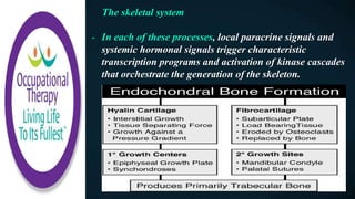 The skeletal system
- In each of these processes, local paracrine signals and
systemic hormonal signals trigger characteristic
transcription programs and activation of kinase cascades
that orchestrate the generation of the skeleton.
 