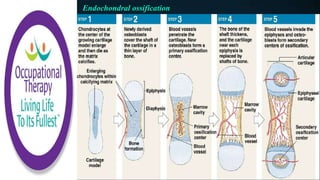 Endochondral ossification
 